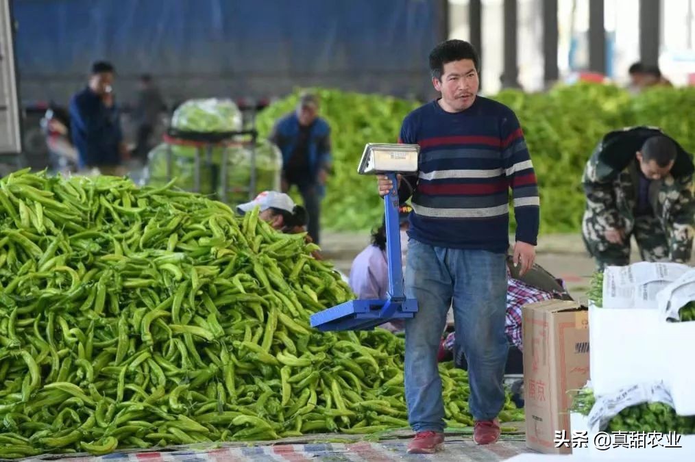 如何看清农批市场的批发菜价，没这认知估计以后难以混迹蔬菜江湖