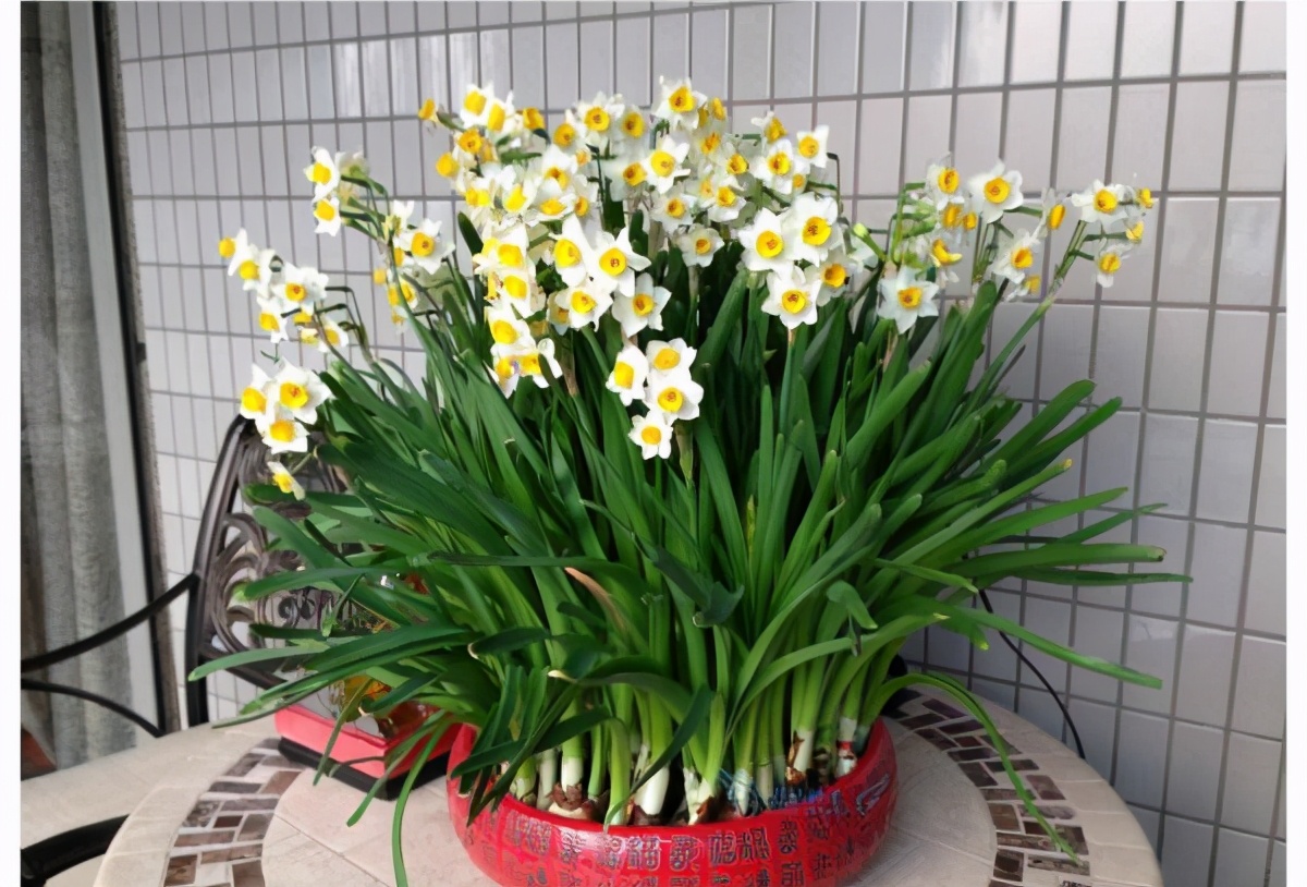 富贵大气的十种花,马上要开花的富贵花