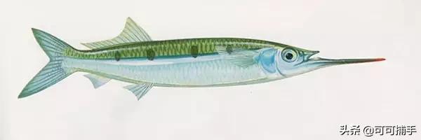 你不知道的海洋里面有什么,十种你没见过的海洋生物