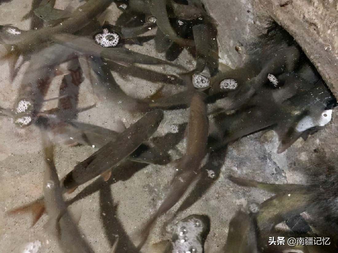 老汉做梦挖出鱼完整版,老汉梦到有人挖鱼泉