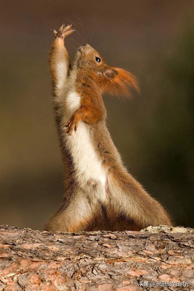 10种最可爱的动物让你爱不释手,10个令人大开眼界的动物