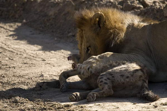 狮子发现一只小鬣狗,小鬣狗被带出洞穴