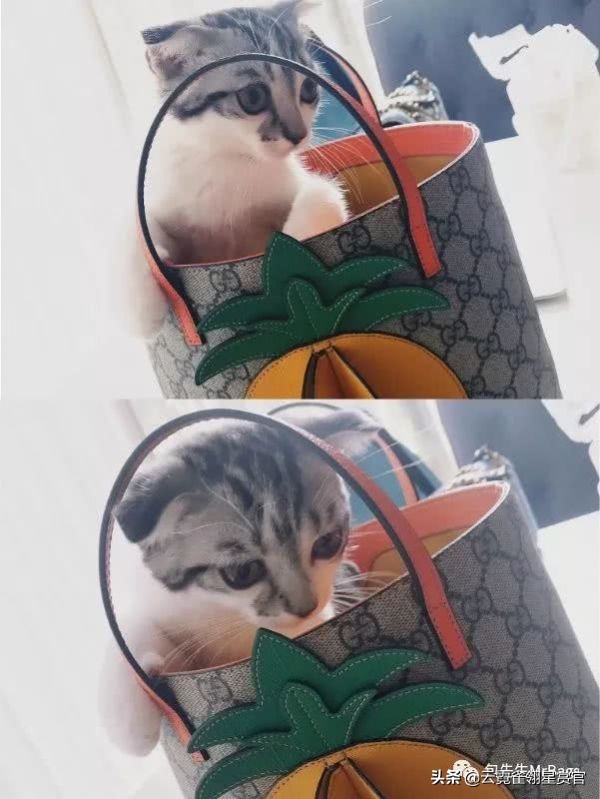 非常好看的宠物包,大家的包都带什么玩偶