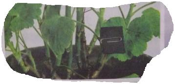 绿叶在光下制造有机物实验示意图,绿叶在光下制造有机物的实验报告