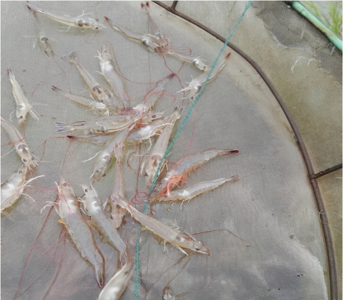 为什么会有棉花虾,棉花虾是什么