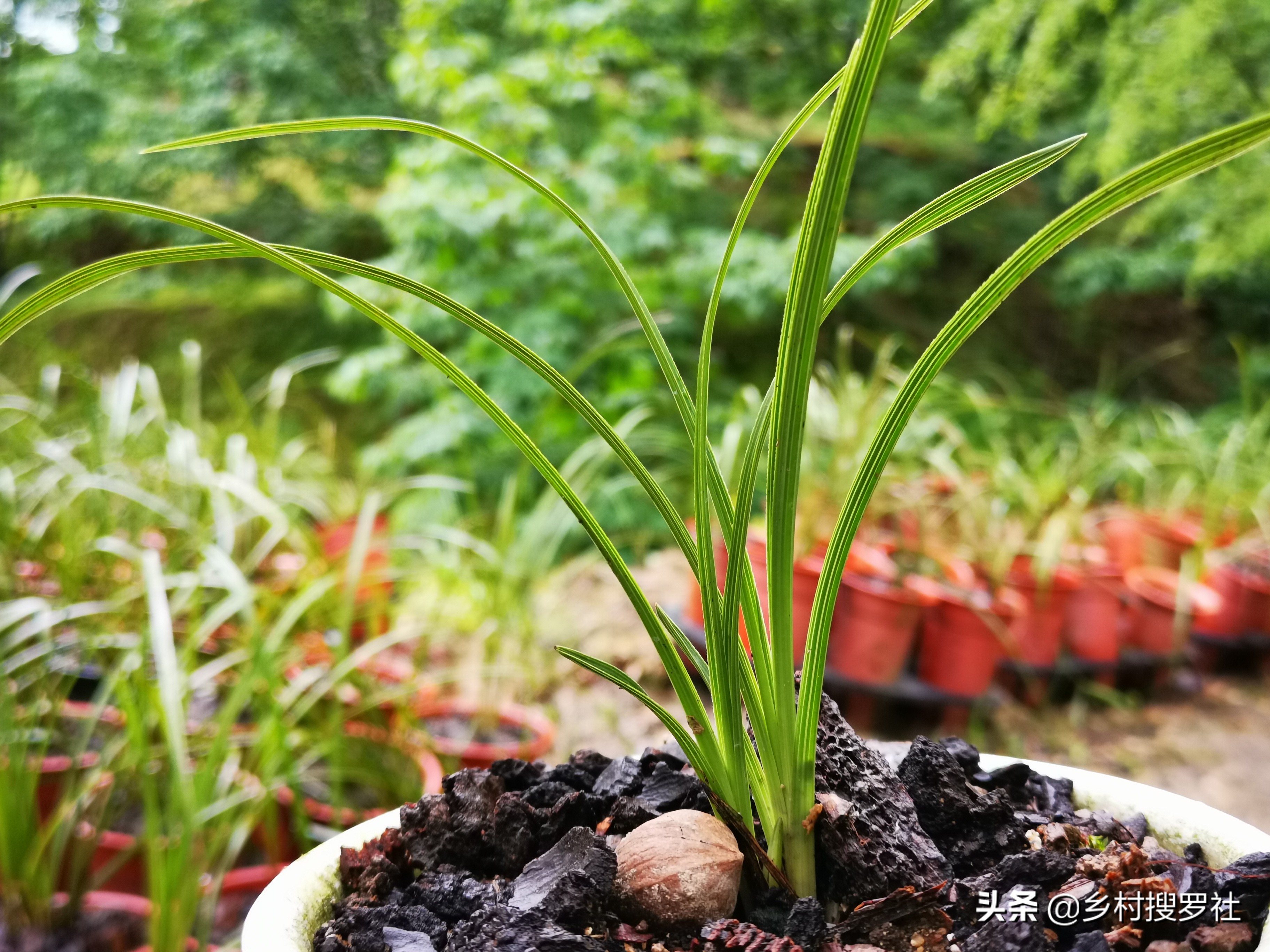 根系不好的兰花新上盆多久服盆,十月初上盆的兰花一周能服盆吗
