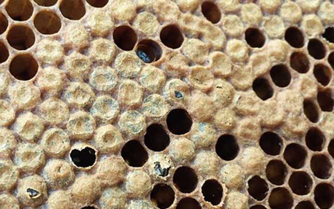 哈茨木霉菌防控蜜蜂病害,冬季蜜蜂怎么防病害的