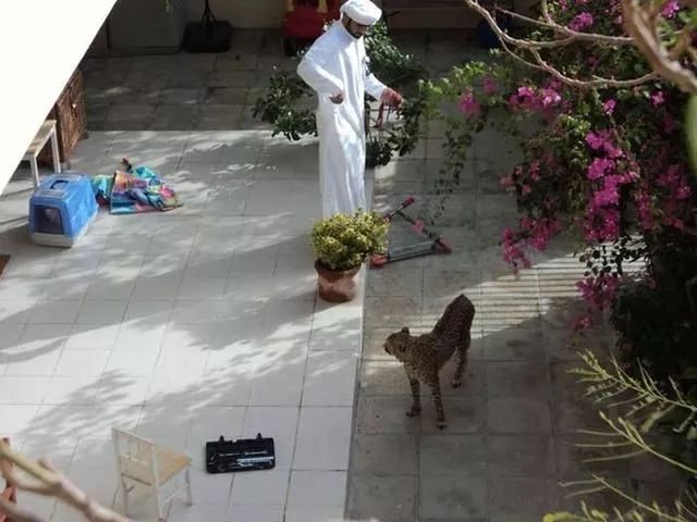 迪拜到底有多有钱,迪拜有多有钱视频