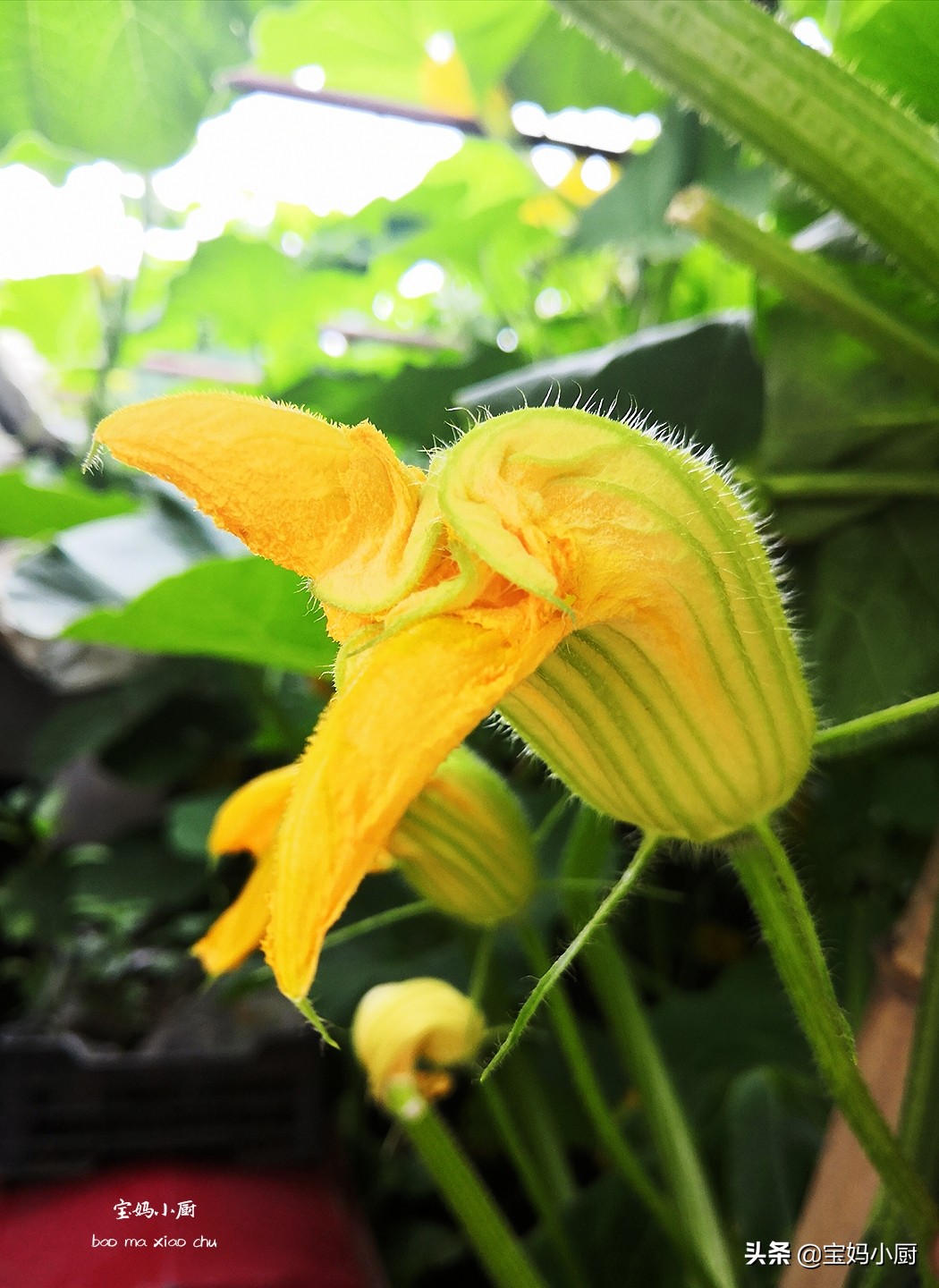 记录在娘家吃吃喝喝的美好时光,娘家最幸福的早餐