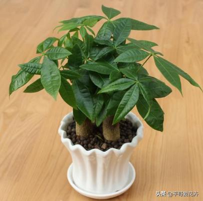 客厅养什么比较旺财,家里养什么对风水好招财走运