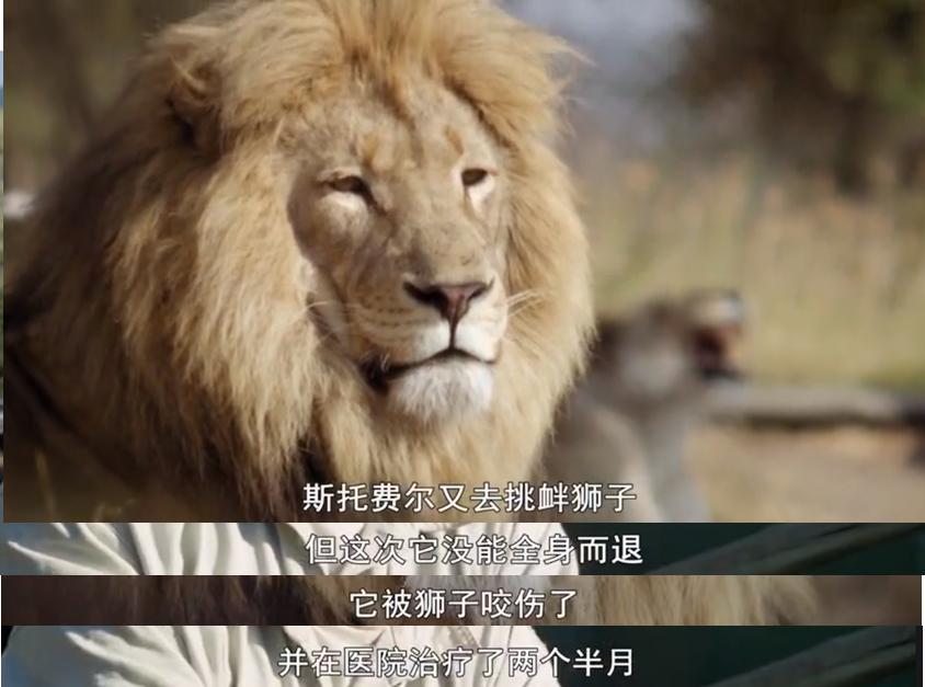 永不服输的蜜獾，曾经有一个保护区饲养了两只，后来怎么样了？