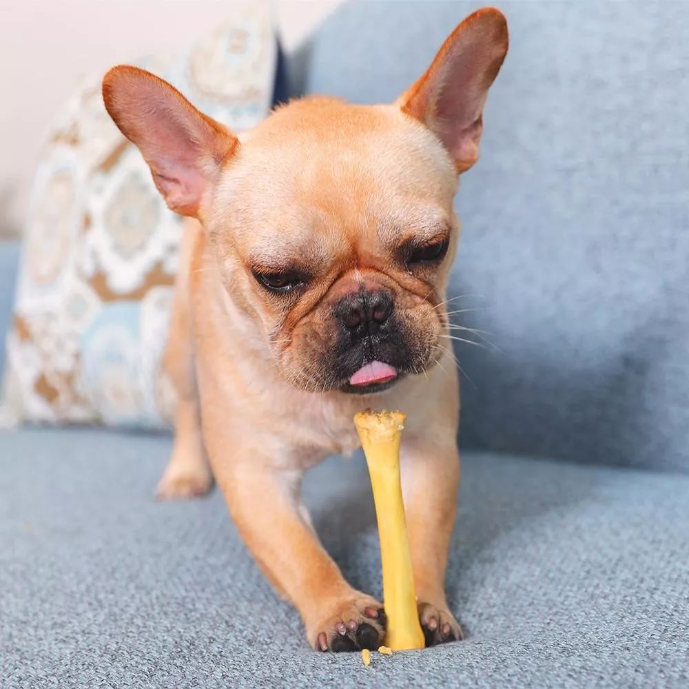 狗狗饲养5大误区铲屎官们要注意,宠物小知识狗狗篇之妙招分享