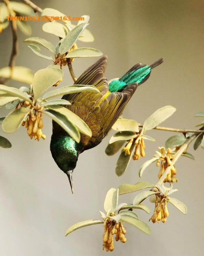 可爱的太阳鸭,可爱的太阳鸟