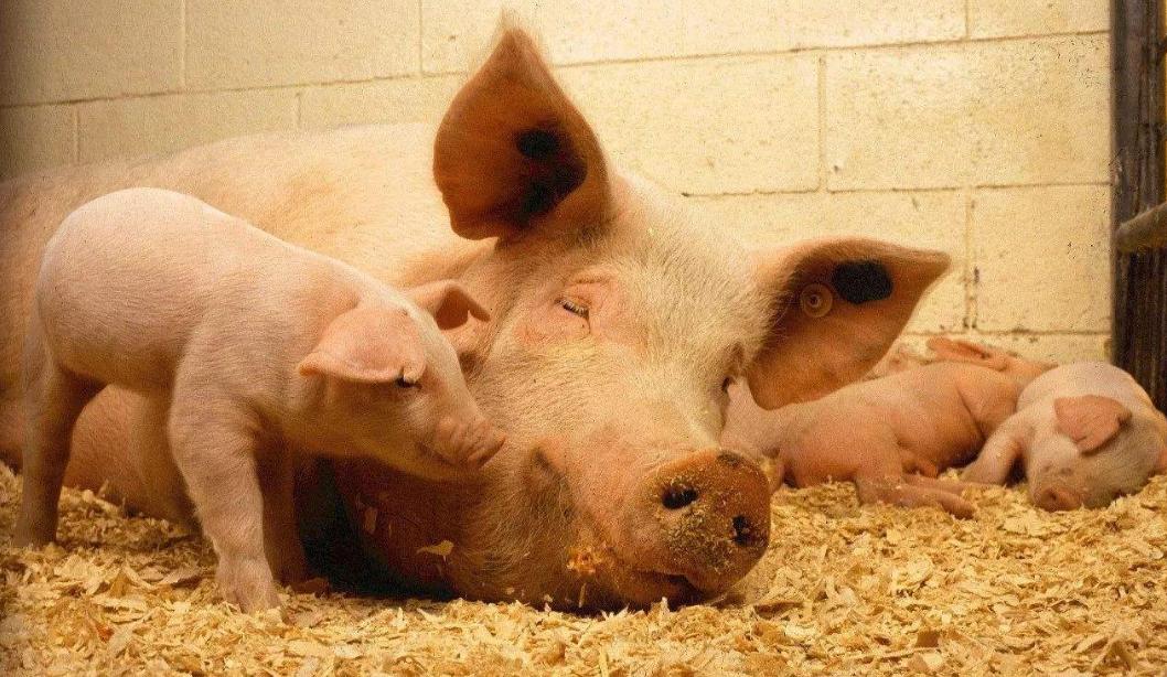 母猪产前要做哪些准备,母猪产前准备哪些工作