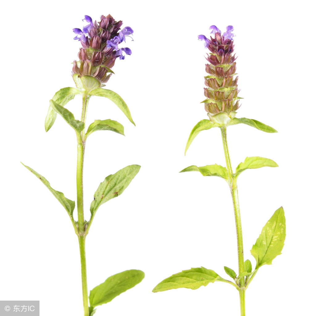 老中医告诉你12种清热解毒的方子,效果非常好。