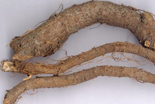 中药苎麻根,苎麻根与苎麻叶共用