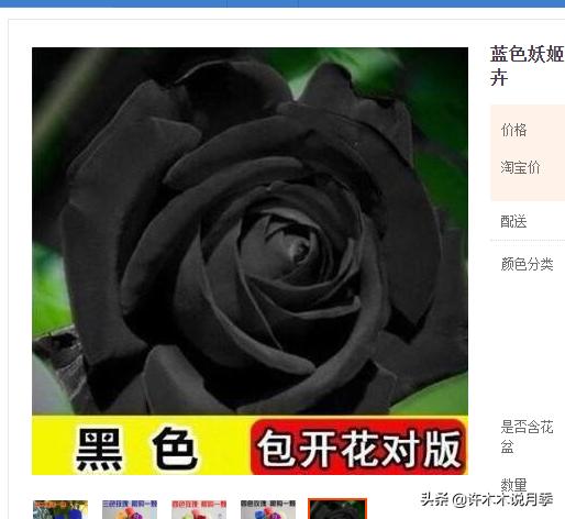 买月季还被骗？教你远离月季网购陷阱，辨别真伪拒绝蔷薇小白花