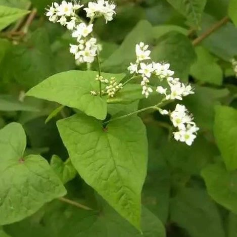 金荞麦是中药还是西药,中药金荞麦功效与作用