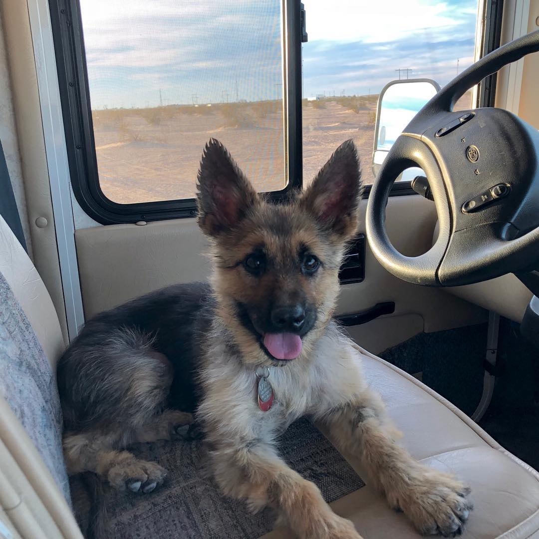 长不大的德国犬种,长得不大的德牧犬