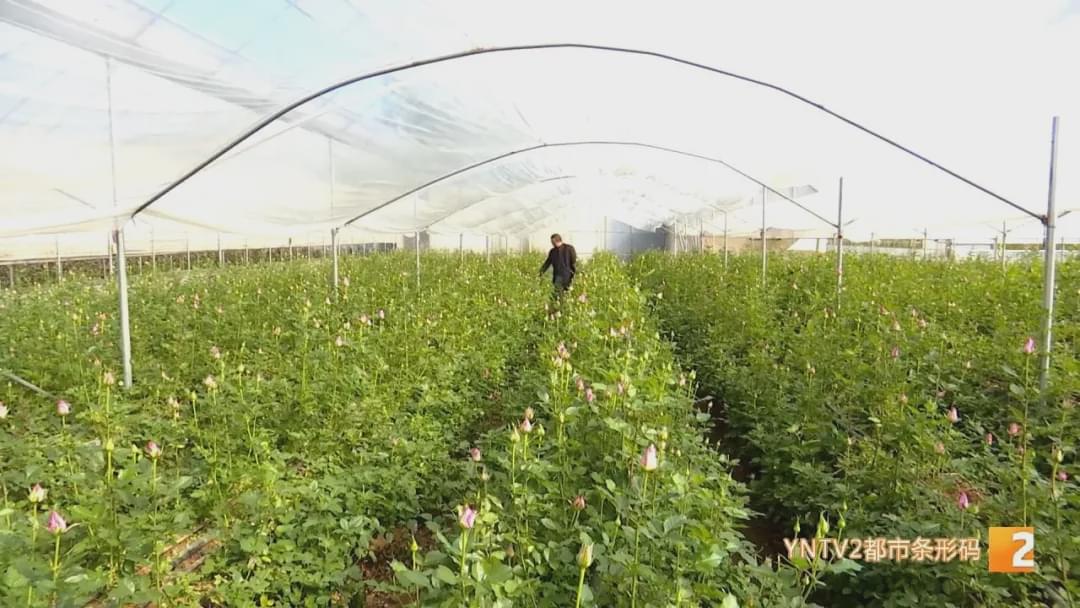 “现在收入基本上是翻了十倍！”花加以“花”为媒，助力花农走向新生活