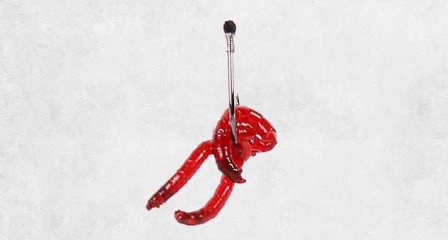 红虫液诱鱼剂什么季节使用,红虫饵的诱鱼