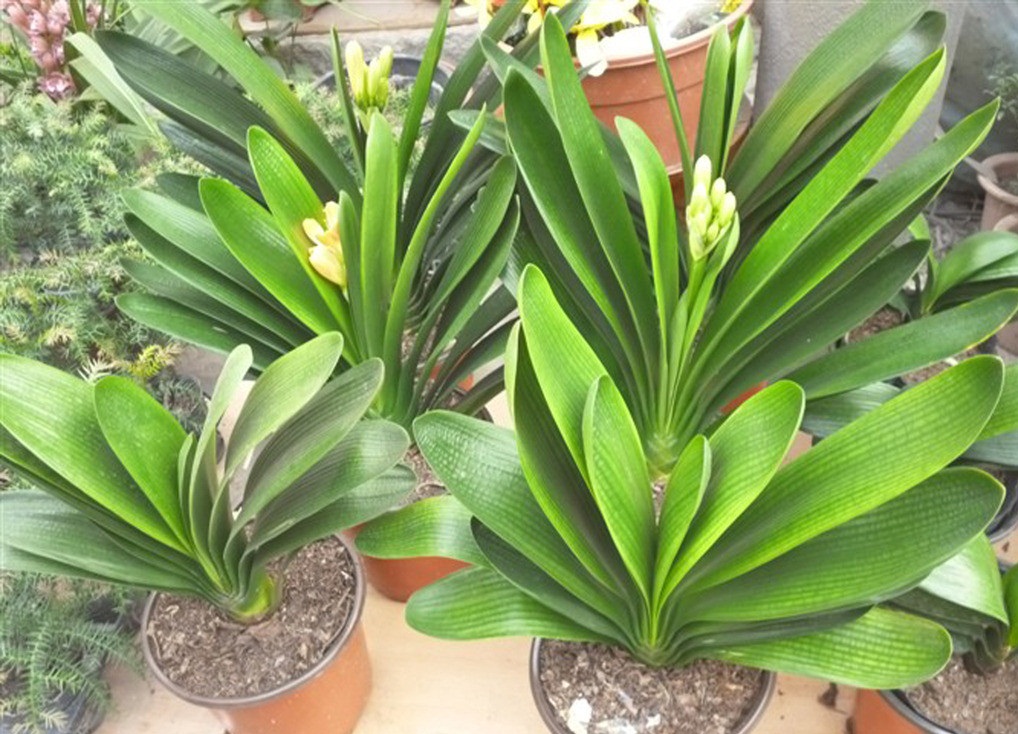 君子兰上盆底肥需要羊粪,君子兰入盆以后多少天可以浇水