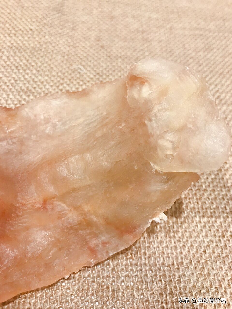 五年的花胶,5年以上的黄花胶