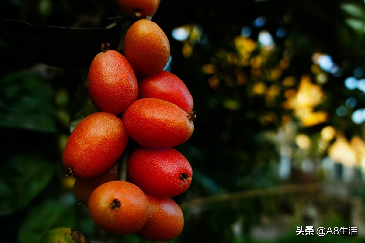 种羊奶果的前景,羊奶果种植基地在哪