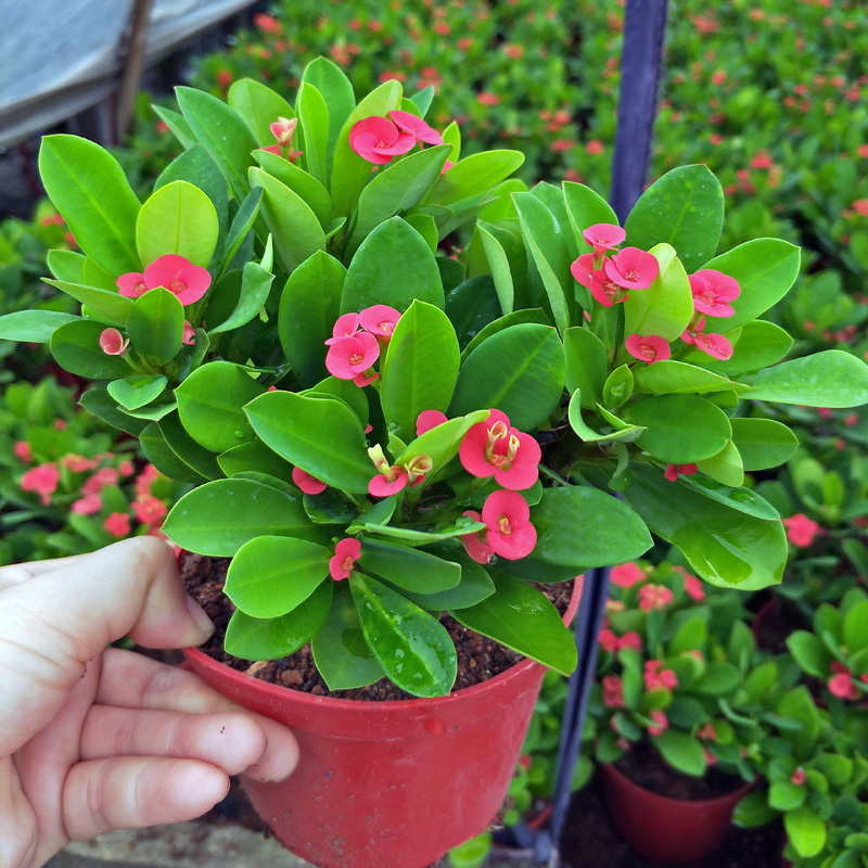 好养的盆栽花卉大全,人养花花