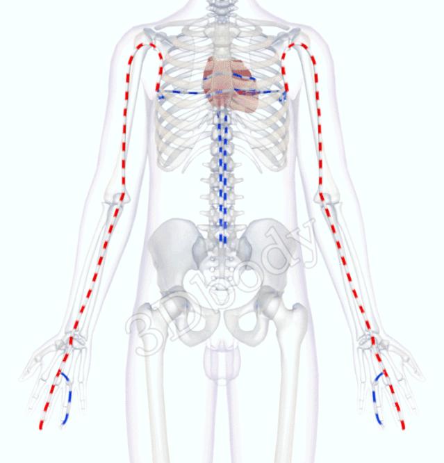 最新经络图精美3d动态循行图,经络3d动态循行图怎样制作