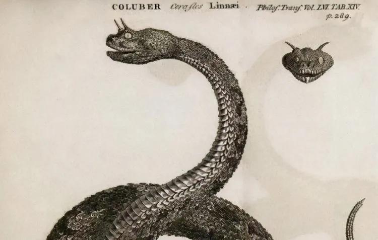 开瓶后窜出咬人的蛇为何蛇在酒中泡这么久不死