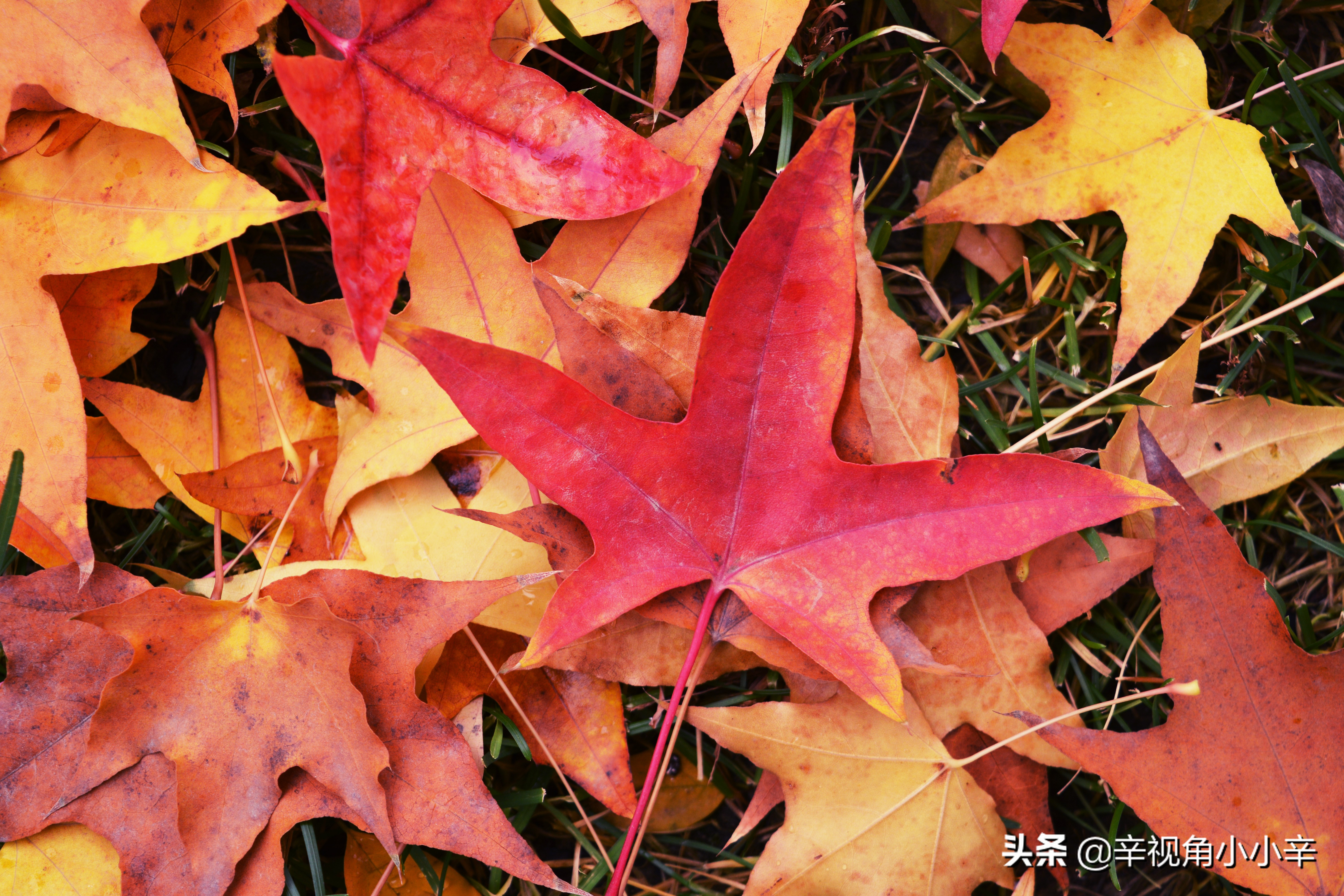 大望京公园红叶,红叶公园北京