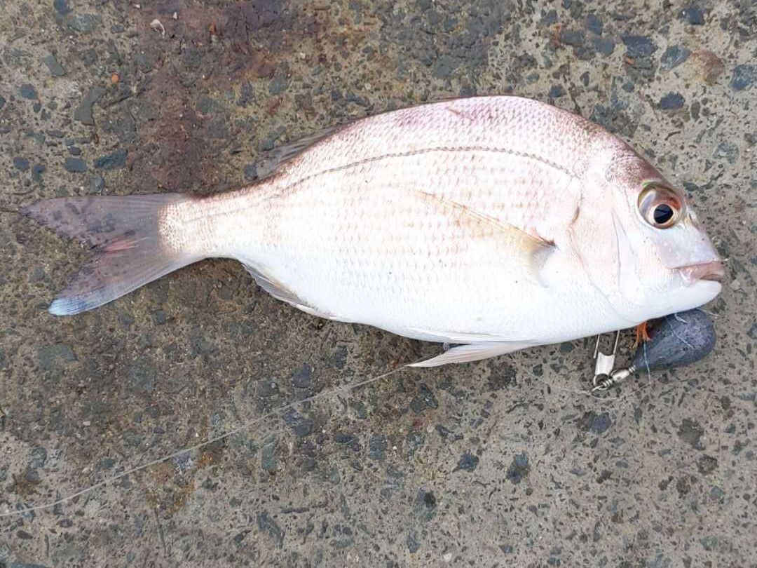 洛杉矶搬到新西兰2年，说说哪里更适合中国人