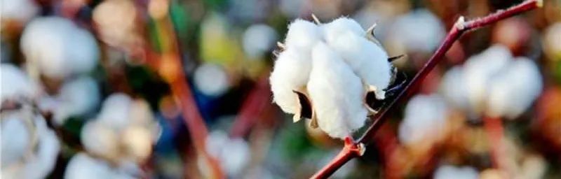 全棉针织棉四件套怎么样,纯棉针织棉四件套品牌推荐