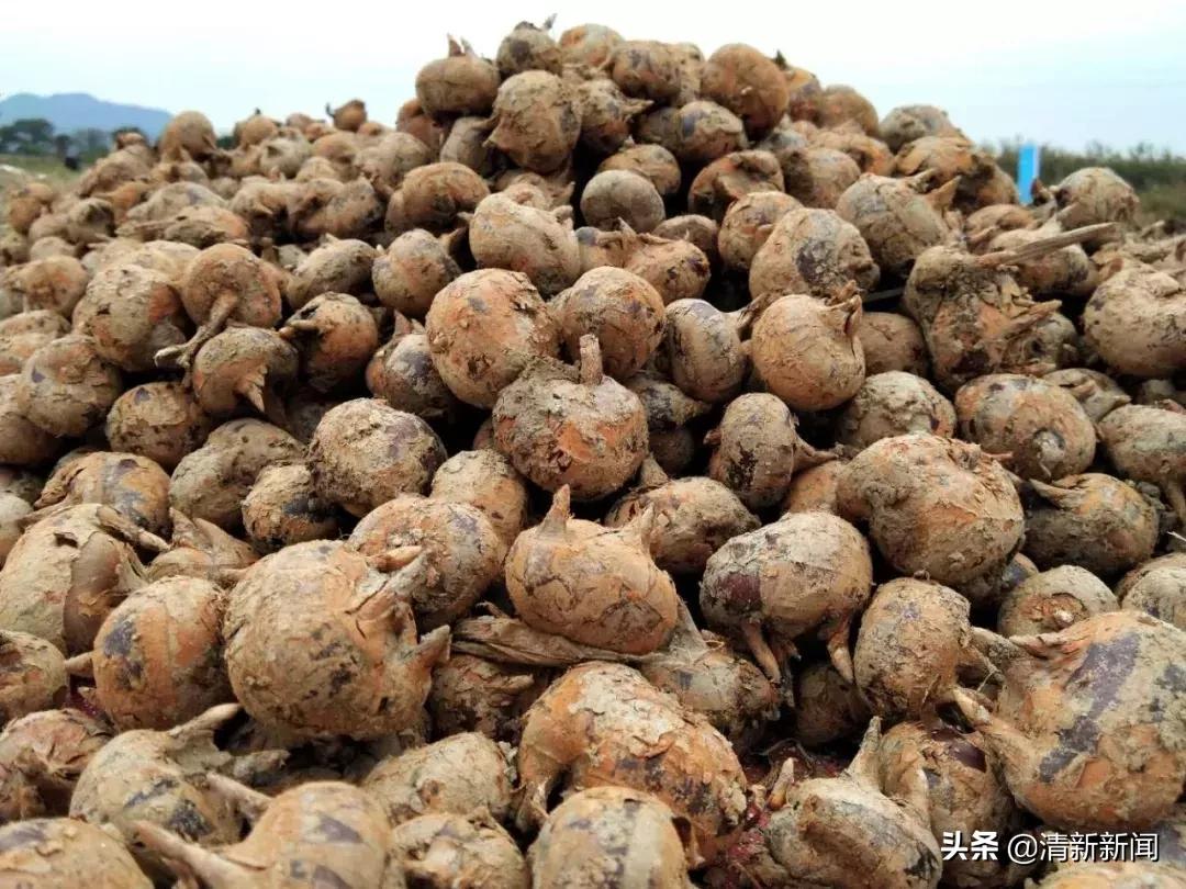 清远恒大足球小镇最新消息,广州恒大足球小镇