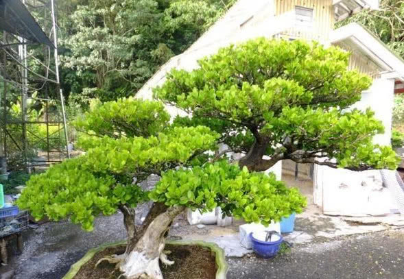 家门口最好养的10种花,家里养最旺财的十五种花