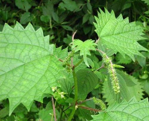 怎么根治头皮长痘的方法,如何解决头皮长痘