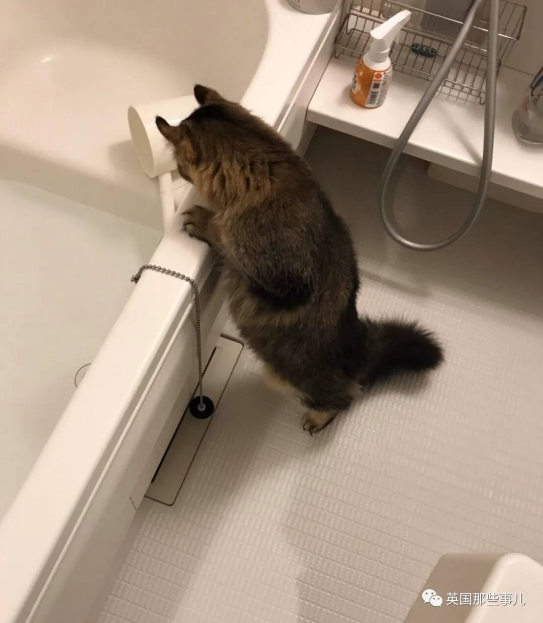 猫咪表情包喵星人,一组有故事的喵星人表情包