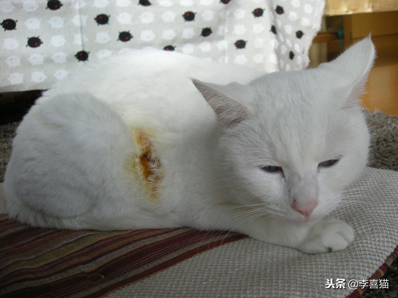 冬天如何更好给猫咪保暖,立冬了天气越来越冷了照顾好自己