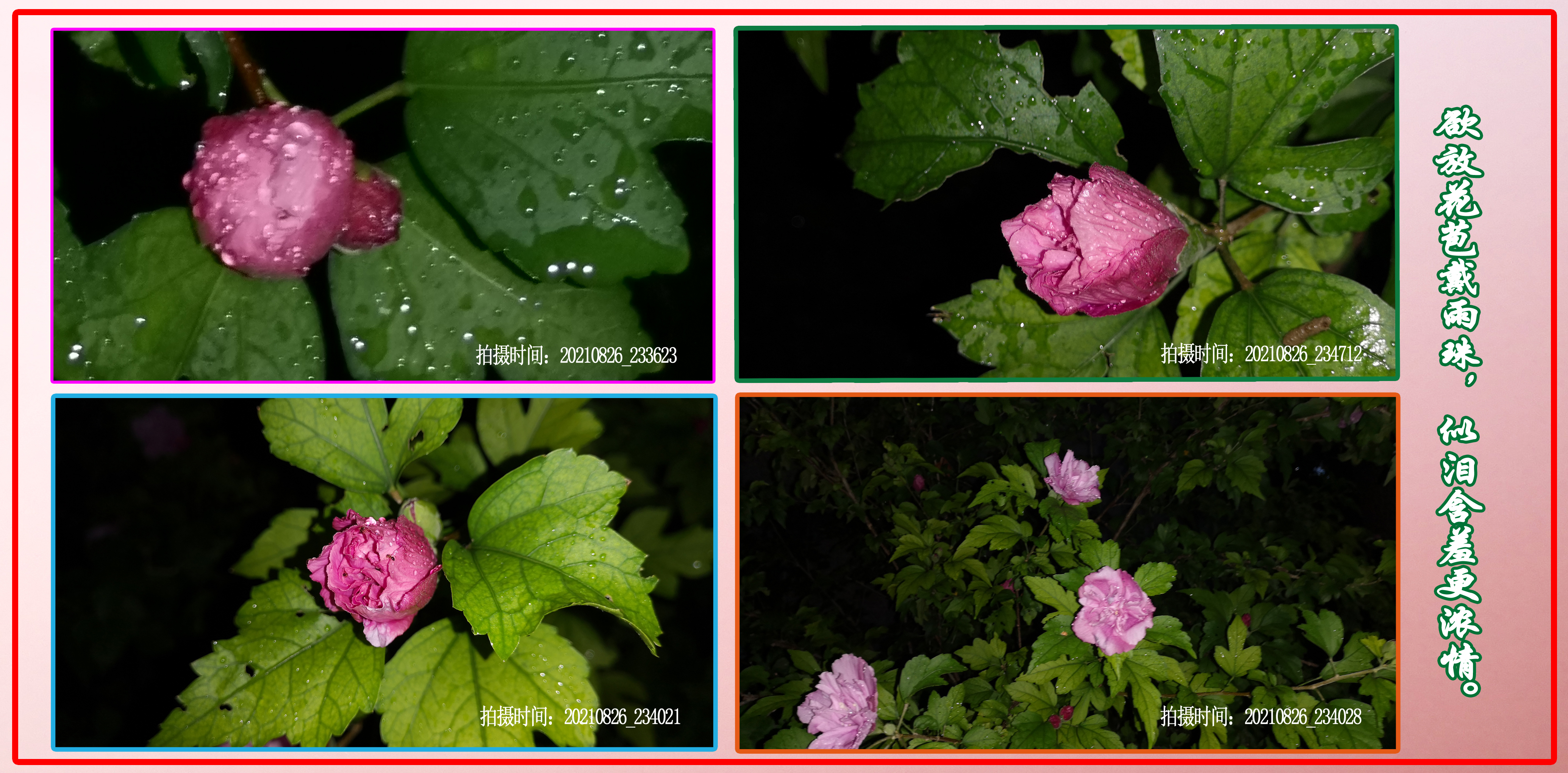 木槿花的原创,木槿花原创