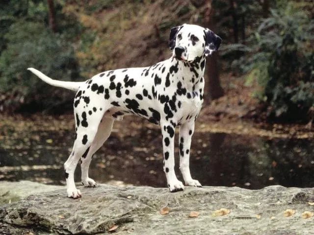 世上最漂亮的十种狗,最名贵的狗叫什么名字