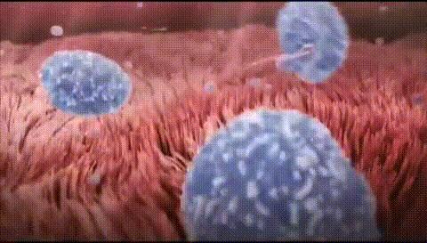 显微镜下的人类卵子和精子,人类首次拍到卵细胞