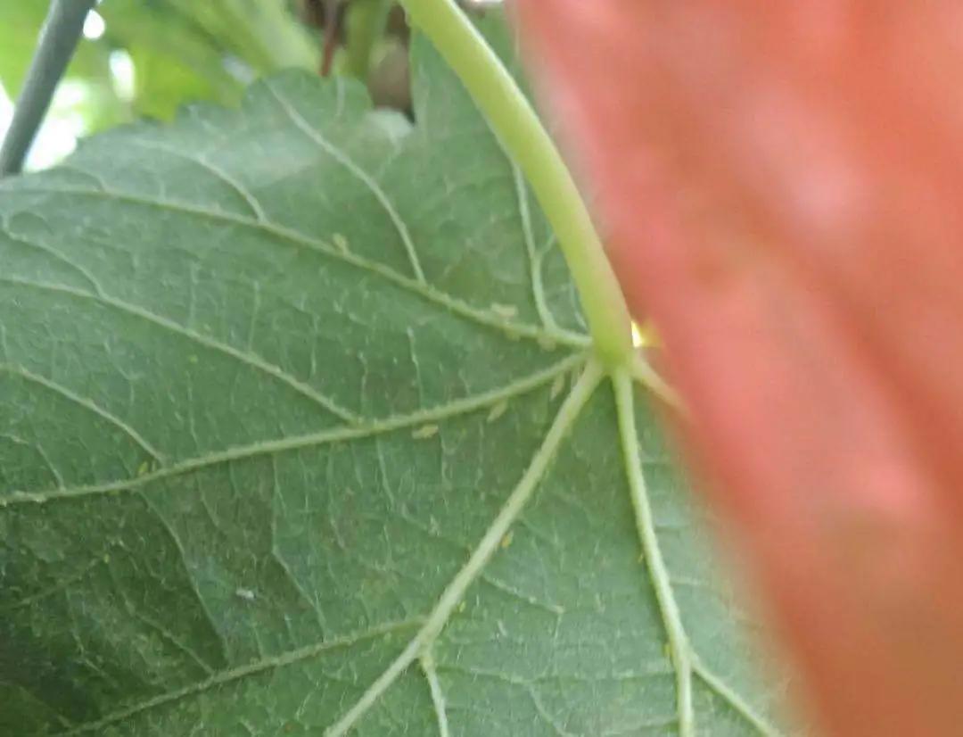 葡萄叶蝉的防治方法,葡萄上的小飞虫怎样防治