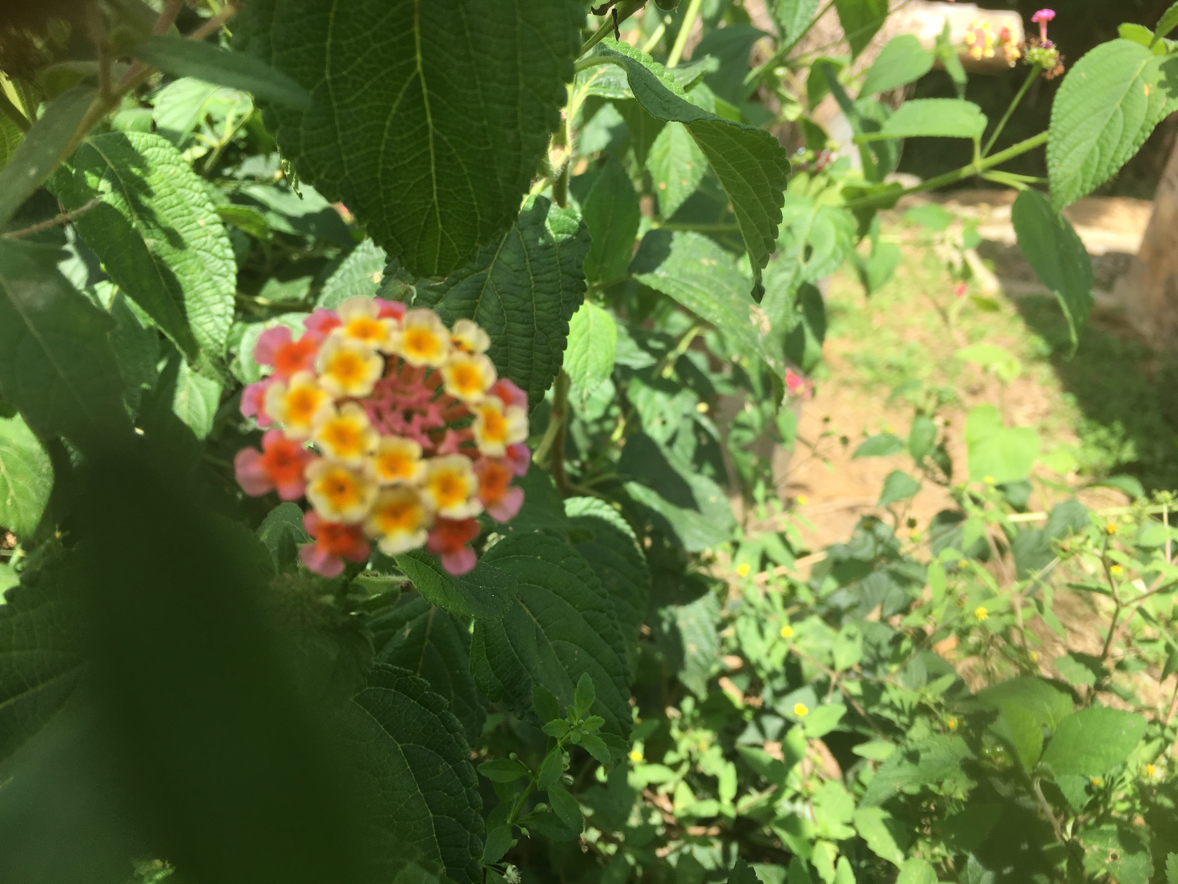 3月份扦插五色梅需要套袋吗,五色梅用顶梢嫩枝可以扦插成活吗