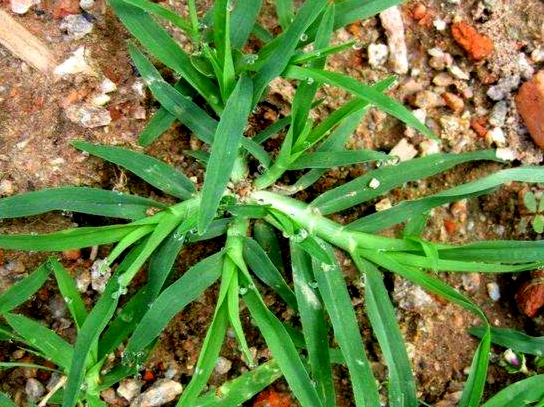 高效氟吡甲禾灵除草剂防治什么草,防治葎草的除草剂
