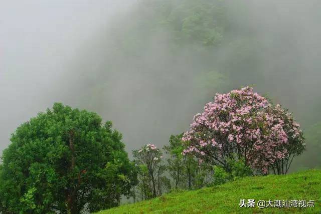 广东最美8个大草原,广东十大草原旅游地