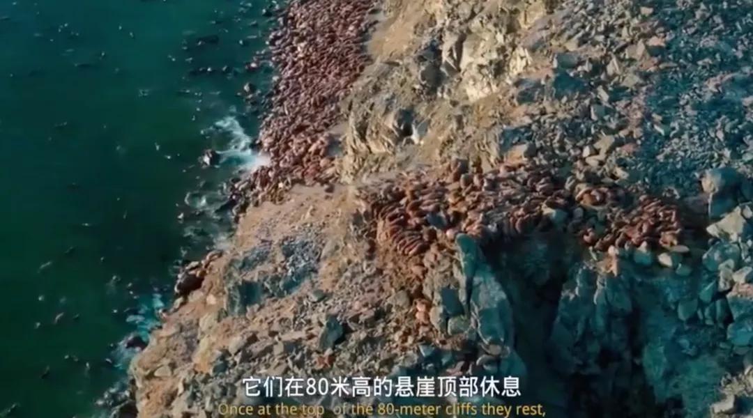 海象为何集体跳下悬崖全过程,海象集体坠崖有改善吗