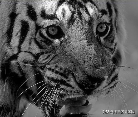 巴梅拉雄虎,传奇虎王战斗视频