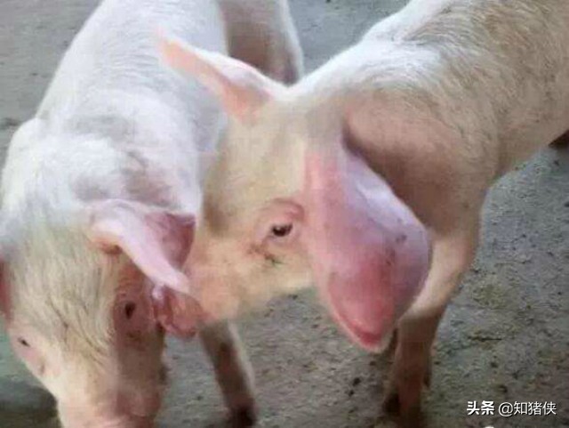 猪耳朵肿大怎么办,猪耳朵有个大包怎么治