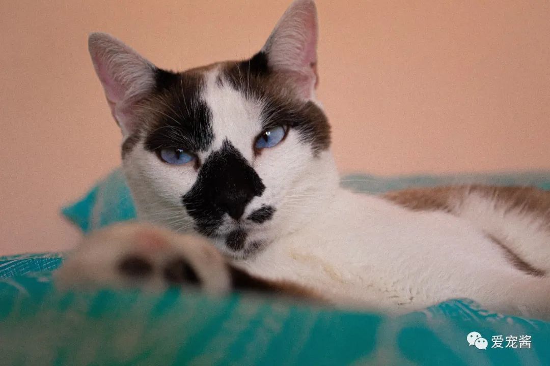 濡備綍鎿︽帀鐚挭娉棔,娌荤枟鐚挭娉棔鐨勮嵂